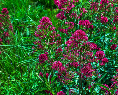 Purple flowers of centranthus ruber. Also called red valerian, spur valerian, kiss-me-quick, fox's brush, devil's beard and Jupiter's beard.の写真素材