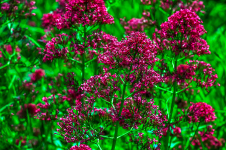 Purple flowers of centranthus ruber. Also called red valerian, spur valerian, kiss-me-quick, fox's brush, devil's beard and Jupiter's beard.の写真素材