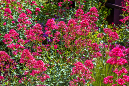 Purple flowers of centranthus ruber. Also called red valerian, spur valerian, kiss-me-quick, fox's brush, devil's beard and Jupiter's beard.の写真素材