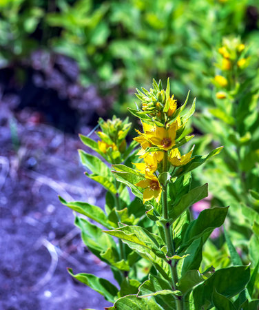 Yellow loosestrife in May. Lysimachia punctata in Latin.