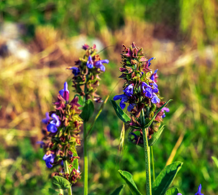 Sage in Latin Salvia officinalis L is one of the oldest medicinal plants.
