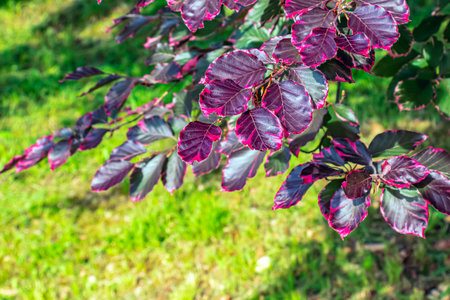 Fagus sylvatica Purpurea Tricolor in May in the botanical garden in Nitra in Slovakia.の写真素材