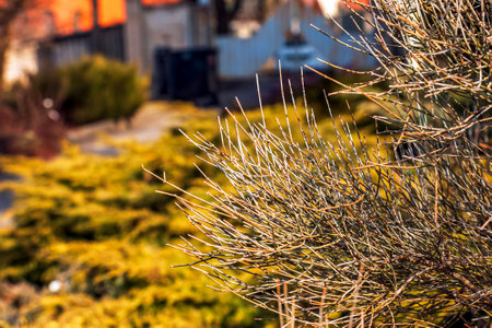 Ephedra distachya.の写真素材