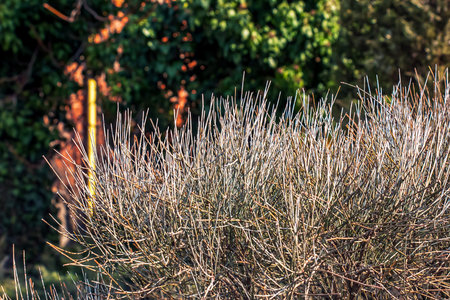 Ephedra distachya.の写真素材