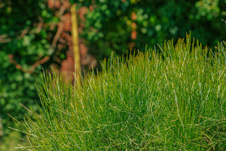 Ephedra distachya.