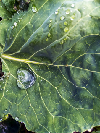 Drop of water on a cabbage leaf in a garden bed