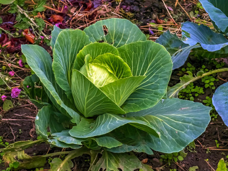 Huge growing cabbage head with large upper wiry leaves. Brassica oleracea.の写真素材