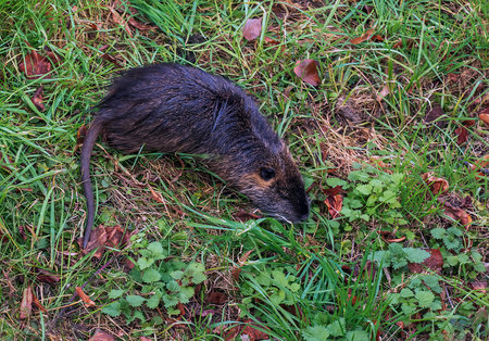 Myocastor coypus on the banks of the Nitra River in the city of Nitra in Slovakia.の写真素材