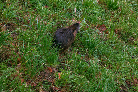 Myocastor coypus on the banks of the Nitra River in the city of Nitra in Slovakia.