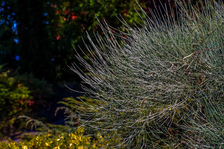 Medicinal plant Ephedra intermedia in autumn.の写真素材