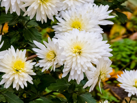 Close-up of yellow-white flowers of Chrysanthemum koreanum in autumn.の写真素材