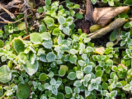 Green grass with frost on the surface. Small ice crystals on grass leaves. Morning frosty background. Frozen dew.の写真素材
