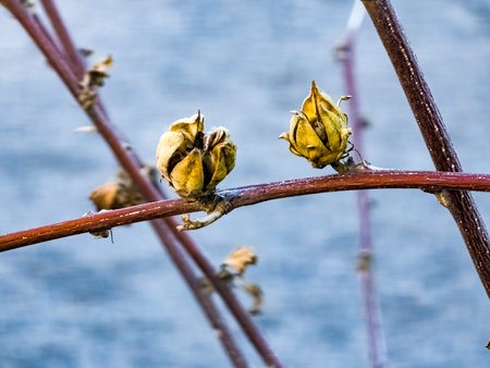 Dry peony seed pods on a blurred background.の写真素材