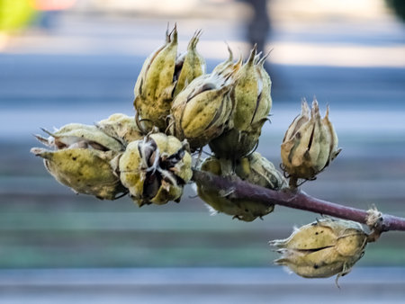 Close-up of dry peony seed pods.の写真素材