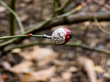 Rose hips with mold on a bush branch in winter. Medicinal plant. Close-up. Blurred background.の写真素材