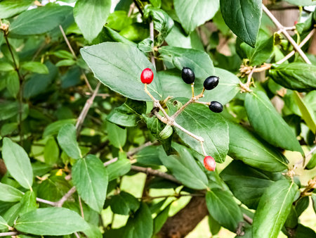 Viburnum lantana in autumn. Sunny day. Simultaneously unripe red and ripe black fruits hanging on a...