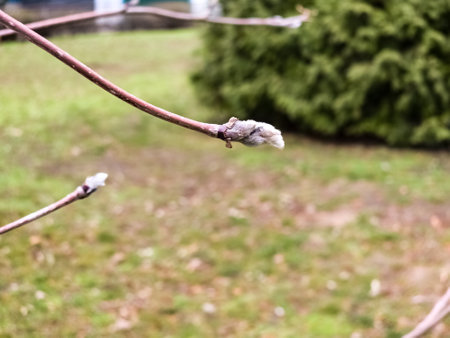 A branch of rowan with a bud, the Latin name is Sorbus aucuparia.の写真素材