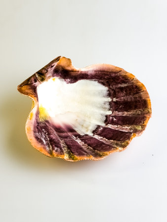 Natural shell. Sea scallop on a white background.の写真素材
