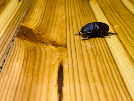 Rhinoceros beetle Oryctes nasicornis is a large flying beetle from subfamily Dynastinae.の写真素材