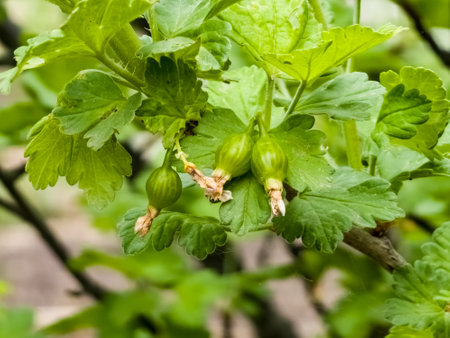 Unripe gooseberry berries on the branches of a bush in early spring.の写真素材