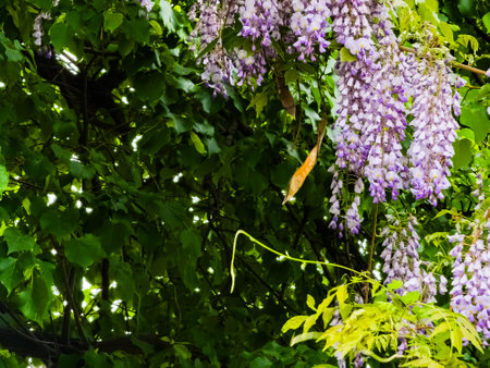 Hanging flower clusters of purple wisteria against a background of green foliage. Close-upの写真素材