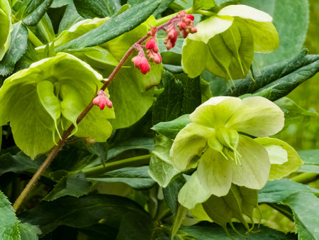 Helleborus viridis or green hellebore, flowering plant of Ranunculaceae family.の写真素材