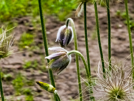 Pulsatilla patens, anemone holly purple flowers covered with small hairs blooming in a meadow.