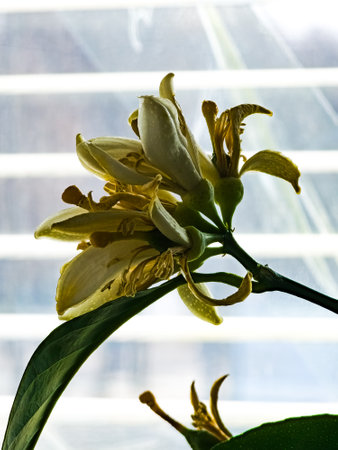 Lemon flowers, lemon blossom on tree among green leaves, in bright sunlightの写真素材