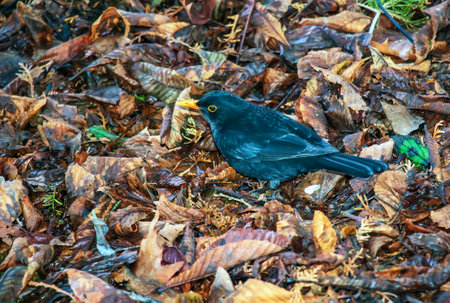 Female blackbirdの写真素材
