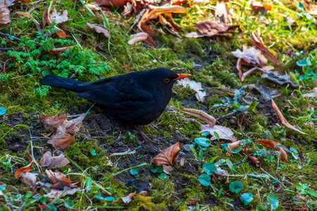 Common blackbird sits in the grass.の写真素材