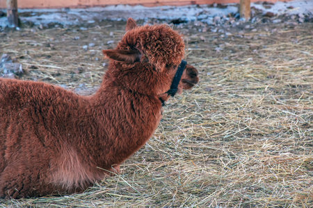 Alpaca, Lama, is a South American camel breed. They are known for their soft wool. They are mainly raised for fiber.の写真素材