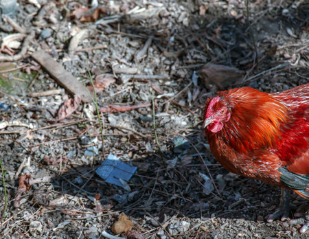 Beautiful rooster stands on the ground. The rooster is looking for food.の写真素材