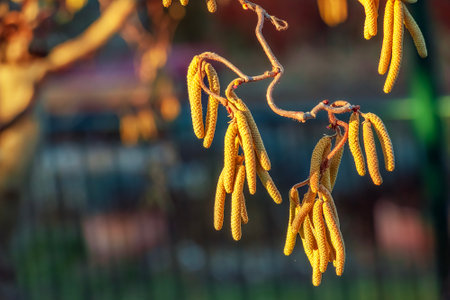 Corylus avellana, common hazel spring male catkins closeup selective focus. Blurred dark background.の写真素材