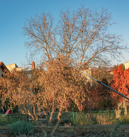 Pruning the hazel tree Corylus avellana with high-altitude pruning shears.