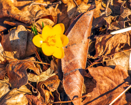 Yellow crocus flower on clear sunny day. Fresh spring crocus close-up. Spring concept.の写真素材