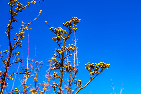 Branches with flowers of male dogwood Cornus mas in early spring.