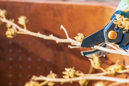 Trimming hibiscus syriacus. Pruning branches and pruning trees in the village.の写真素材
