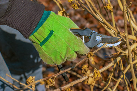 A gardener trims branches of an old tree with hand pruners. Trimming hibiscus syriacus.