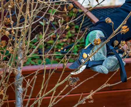 Pruning tree branches with scissors.