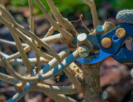 Gardening in early spring. Pruning tree branches with scissors. Trimming hibiscus syriacus.の写真素材