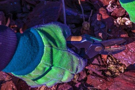 Pruning branches and pruning trees in the village. Pruning tree branches with scissors.