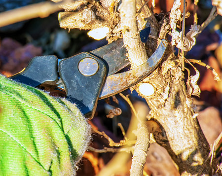 Pruning branches and pruning trees in the village. A gardener trims branches of an old tree with...