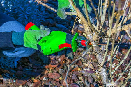 Gardener trimming bush with mini electric saw. Hands in work gloves trim tree branches with hand...