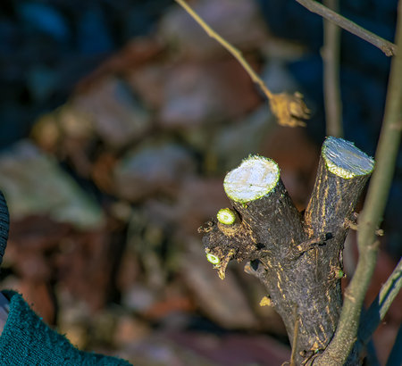 Wound of sawn branch fruit tree trunk. Seasonal sanitary pruning and rejuvenating of orchard trees