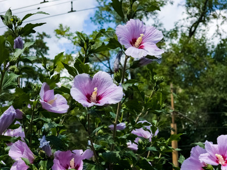 Elegant lilac flowers Hibiscus syriacus with red eye and foliage on nature backgroundの写真素材