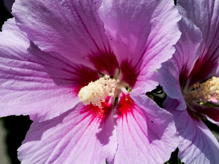Close-up of pink Hibiscus syriacus flowers with crimson centers and yellow stamens