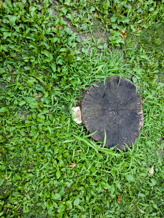 Growing on a stump in the grass. View from above.の写真素材