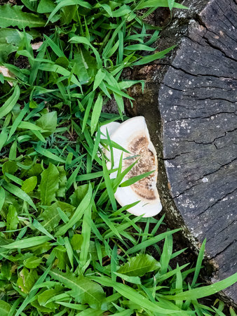 Cerioporus squamosus aka Polyporus squamosus is a basidiomycete bracket fungus, with common names including dryad's saddle and pheasant's back mushroom.の写真素材
