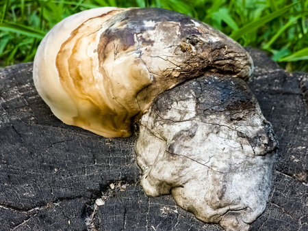 Wood mushroom texture. A type of medicinal mushrooms. Boletus fomentarius.の写真素材