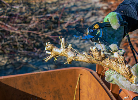 Close-up of a farmer's hand in green work glove using a pruner. Gardener trims dead tree branches in...